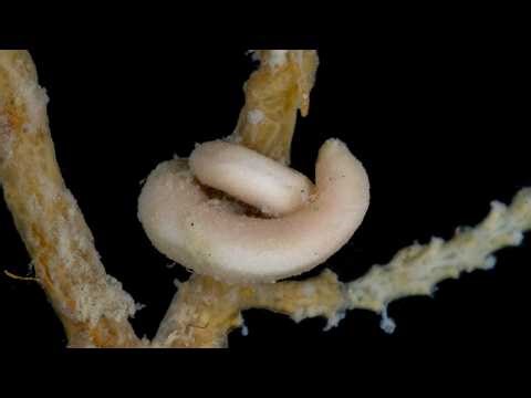 2026 BioOne Ambassador Award: Why I Study Biodiversity: Uncovering Hidden Diversity in Solenogasters