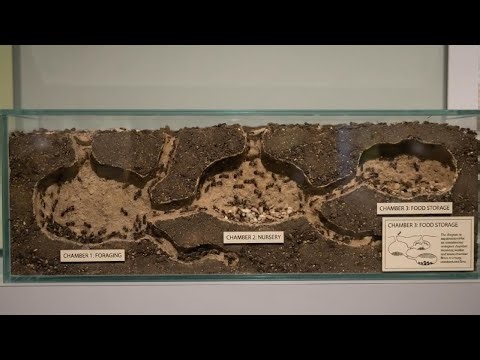 Inside an Ant Colony That Never Sleeps | 24/7 Underground World