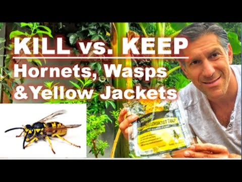KILL vs. KEEP | Hornets, Wasps & Yellow Jackets | The Food Chain Pyramid Of Life