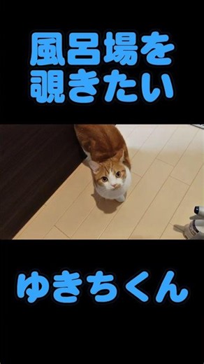 寂しくて風呂場に行きたいゆきちくん画可愛すぎるw #cat #munchkinfold #猫のいる暮らし #マンチカン #youtubeshorts #ねこ
