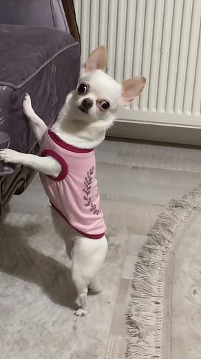 Murat Noyan TikTok'ta