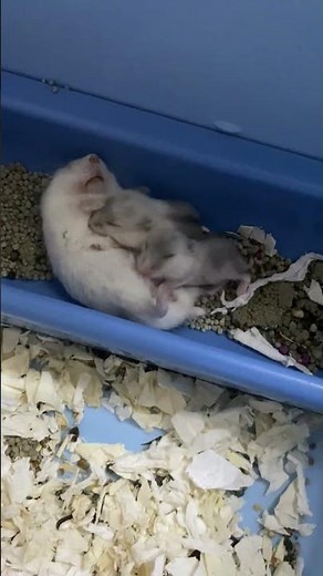 Short Dwarf Hamster Baby Hamster For Sale - 2 Months, Baby from Cheras, Selangor