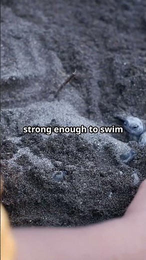 Baby Loggerhead Turtle Facts