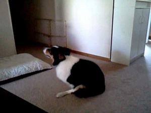 Dog pleasing herself