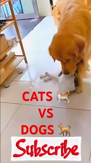 Cats vs Dogs: Who’s the Funniest? 😂🐱🐶 #AnimalComedy #PetFails #CuteAnimals #AnimalJokersTV