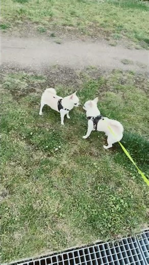 Orlando and Pascha Meet Their Tiny Dog Friends