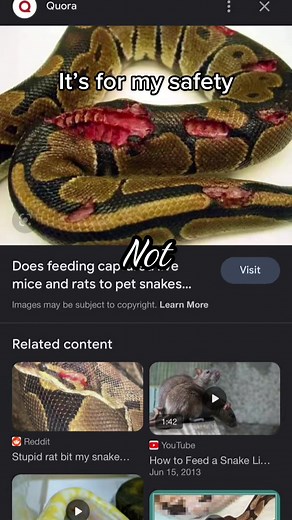 Debunking the Myth: Why Feeding Live to Snakes is Cruel