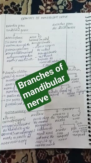 Branches of mandibular nerve#anatomy#shorts