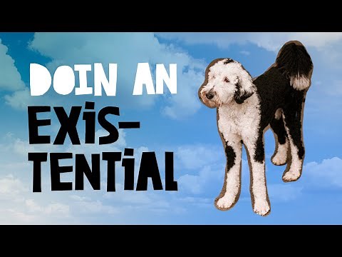 A Little More Existentialism From Bunny The Talking Dog | What About Bunny