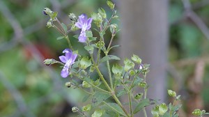 Macon chapter of the Georgia Native Plant Society educates about the importance of planting native flora