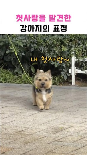 첫사랑을 밝견한 강아지의 표정 #Shorts #반려동물 #강아지 #귀여운영상 #강아지감정