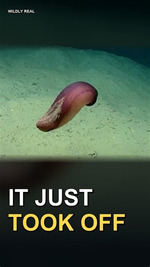This Sea Cucumber Just Took Off