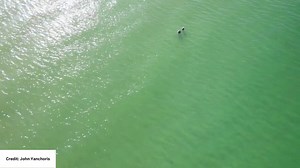 VIDEO | Drone footage captured a shark swimming feat from two swimmers on Honeymoon Island Friday. What the numbers say about shark attacks in the U.S. and Florida: https://bit.ly/3X3LZWk | WFLA News Channel 8