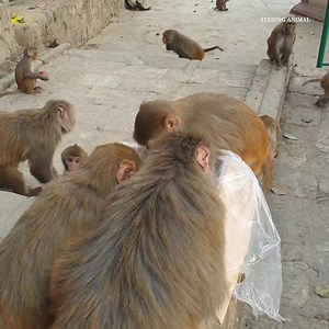 1.1M views · 115K reactions | monkey are enjoying with fresh red apple || monkey eat apple | Feeding Animal | Facebook