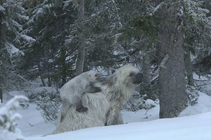 Prehistoric Planet: Ice Age First Look Featuring Snow Sloths