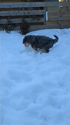 Playtime for little Cypress!!