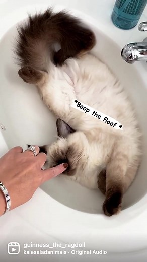 Adorable Sleeping Ragdoll Kitten Gets a Boop | Cute Cat Video