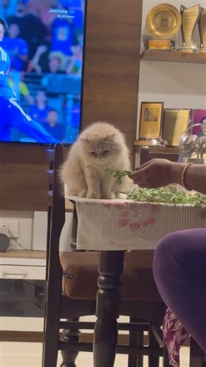 Barfu duty #cute #cat #persiancat