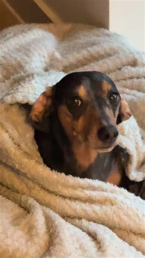 Guilty Dog Escapes His Pen – Hilarious Reactions!