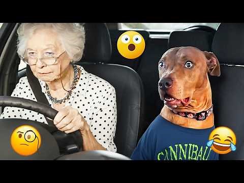 Try Not To Laugh 🤣 Most Watched Funny Dog Videos Compilation 🐶 #26