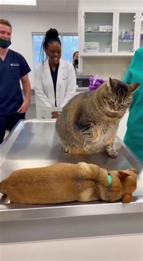 🐱⚡ Chihuahua Throws Huge Tantrum… Fat Cat Says “That’s Enough!” #funnyanimals #pets #shorts