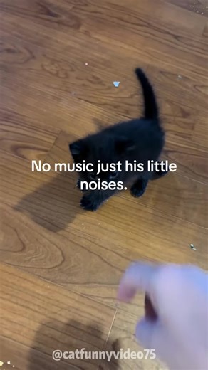 Spicy kisses🥰#cat #catsoftiktok #fyp #fypシ #catlover #funny #pet #foryoupage