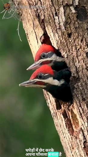Woodpecker – The Real Tree Drilling Machine |#animalfacts