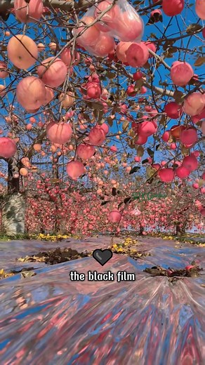 Why is China's agriculture a century ahead of us | Hana Farm