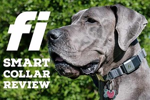 Fi Dog Collar Review (real-world pet reviews) - Great Dane Care