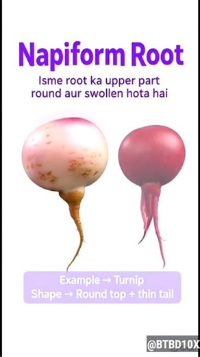 Tap Root Modification | Conical Fusiform and Napiform Root