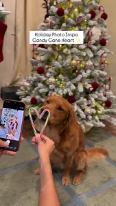 Holiday photo idea you have to try 🎄❤️ Just tape two candy canes together and add a tiny bit of xylitol-free peanut butter and you’ll get the CUTEST Christmas photos 😭✨ Save this for your holiday photoshoot! Follow @worldofoscar7 for more inspo 🎁 #christmasphotos #holidayphotos #christmas #dogsofinstagram #goldenretriever #dogphotoshoot | WorldofOscar