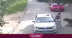 Un tigre attaque une femme dans un parc safari en Chine