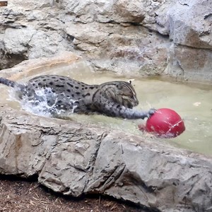 Whoever said cats hate water has never met Dusky! 🐱🐱🐱 | San Antonio Zoo
