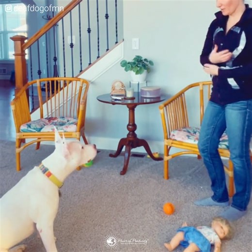 574K views · 26K reactions | Zoe and PeeWee's story will melt your heart! | Power of Positivity | Facebook