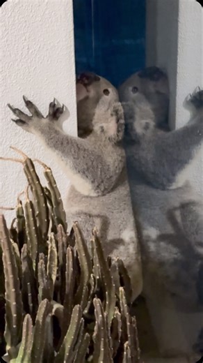 622 reactions · 21 shares | ‼️ Koala trapped on a pool patio  We’re...