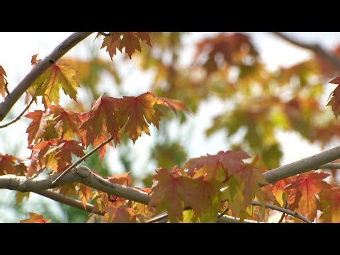 Maple Trees Turning Colors Early Due to Excessive Moisture
