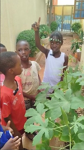Jardin scolaire : De la graine de gombo au fruit