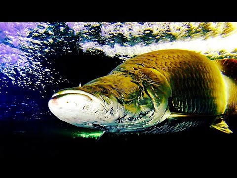 アマゾン川に棲む奇妙な魚10選