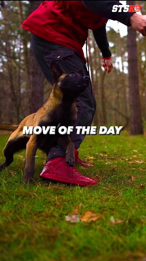 STSK9 - Nino Drowaert | Online Coach for Dog Trainers | STSK9 Puppy Move of the day! Move: Center down to right then contact steps with Casey at 16 weeks old! How about you give this a try!... | Instagram