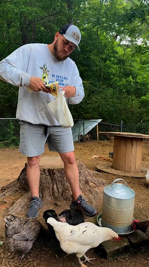 100K views · 3.7K reactions | Chicken tea! Featuring Scratch and Peck Feeds and my over stimulating goats. Head to the link in the comments and use code BANDRHOMESTEAD15 for 15% off all your scratch and peck needs! | B&R Homestead | Facebook