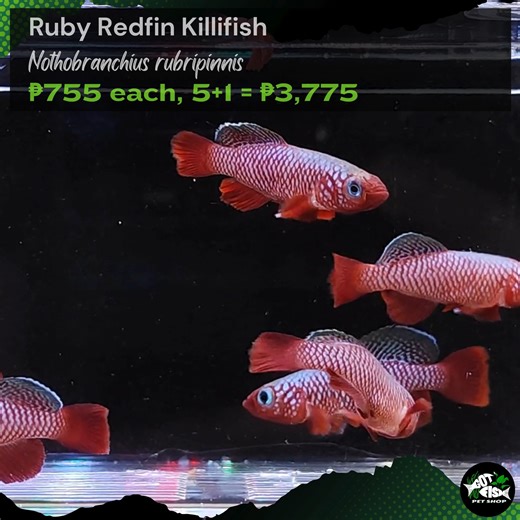 RUBY REDFIN KILLIFISH | Got Fish | Facebook