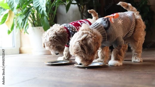 Cute little red Maltipoo puppies, brother and sister, wearing Christmas sweaters, drinking milk from saucers