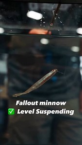 12K views · 98 reactions | The ultimate drop shot bait. The action is irresistible, the slightest twitch and it looks like a dying baitfish. But how does a TPE Minnow suspend level? It has a moving tungsten weight system. Super tough TPE material and head rigging slot. #nomaddesign #dropshotfishing #craftedbyexperience #falloutminnow | Nomad Design Tackle | Facebook