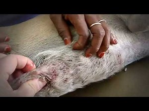 The Impact of Mango Worm Infestations on Stray Animals' Physical and Mental Health