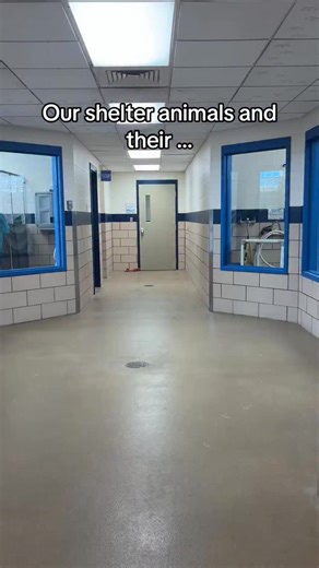 1.7K views · 465 reactions | Some problems are worse than others…藍 All of these pets are available for adoption! Come in today to meet your new friend from 12-5:30! 朗 #fortwayne #adopt #emptytheshelters #dogsofinstagram #dogs #dogsofinstagram #catsofinstagram #cats #animalshelter | Fort Wayne Animal Care & Control | Facebook