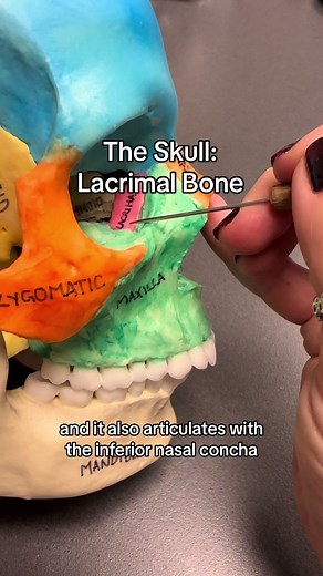 Exploring the Lacrimal Bones: A Detailed Anatomy Guide