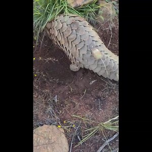 El pangolín es un mamífero placentario conocido por sus escamas que lo protegen de los depredadores. A continuación, te presentamos algunas características interesantes sobre estos fascinantes animales: Escamas y Apariencia: El pangolín posee un cuerpo cubierto de grandes escamas, lo que le otorga una apariencia única. Estas escamas son una cualidad inusual entre los mamíferos. Los colores habituales de las escamas varían según la edad del animal y pueden ser grises, marrones o negras. Su tamaño