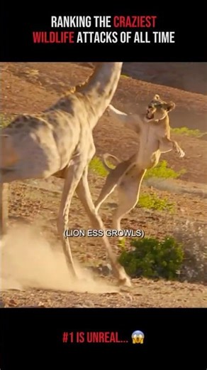 Ranking the Craziest Wild Animal Attacks Ever 😳