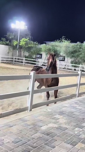 فيديوهات أنشأها ابراهيم عادل (@ibrahm_adel) باستخدام الصوت الأصلي - ابراهيم عادل