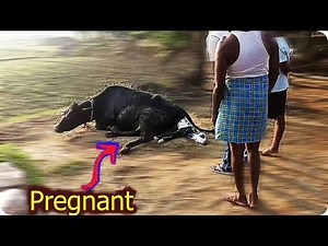 Black cow gives birth to Black-n-White baby calf..